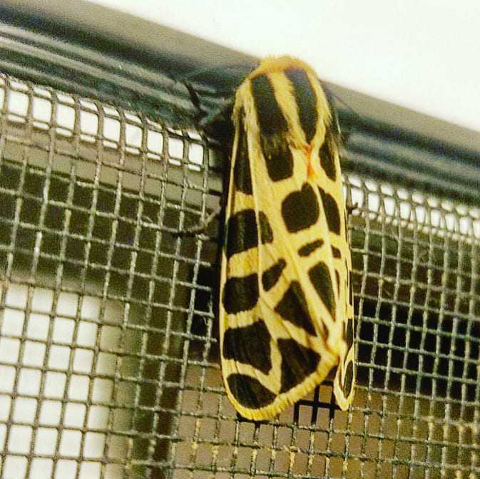 pretty desert moth