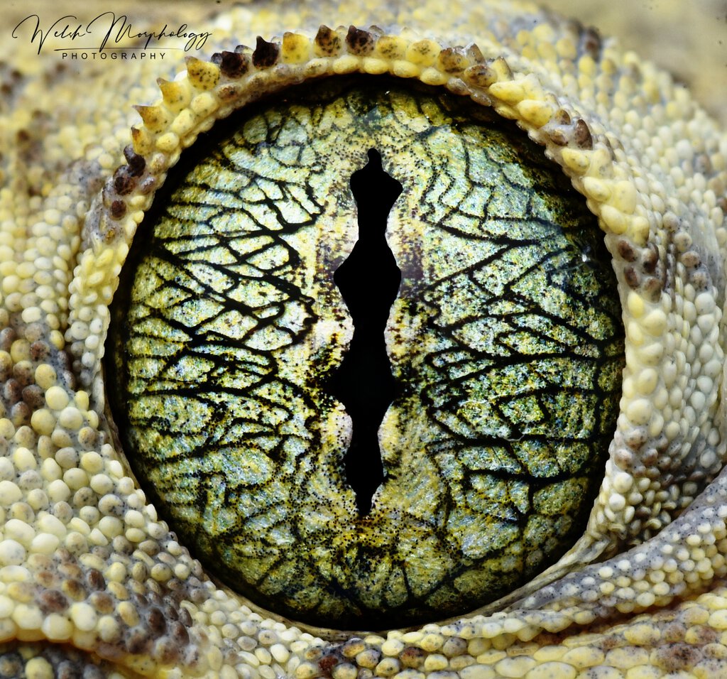 Pretty Green Eyes