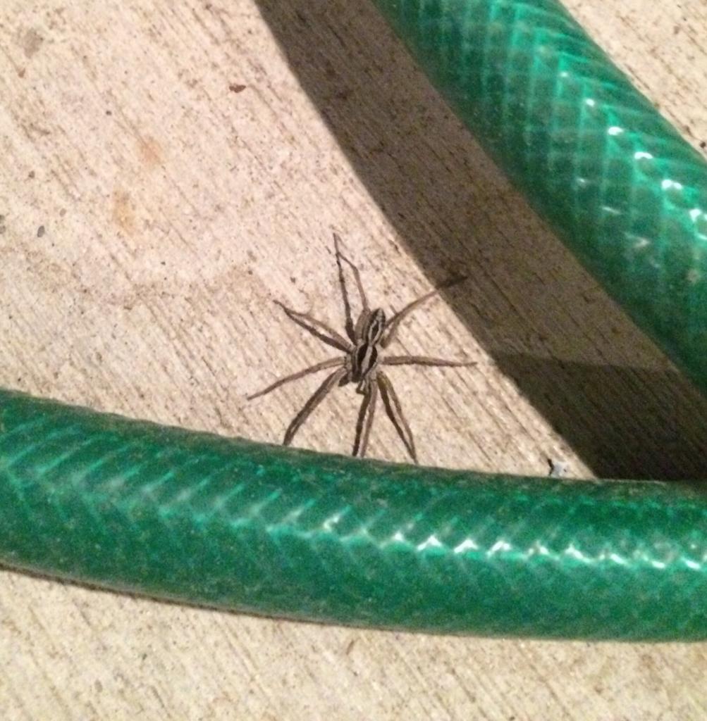 Pretty wolf spider of some sort :)