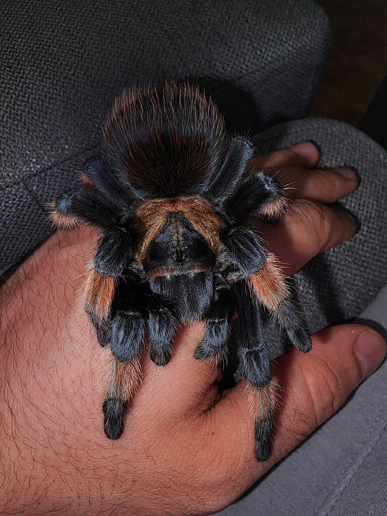 Probably the tamest tarantula ever