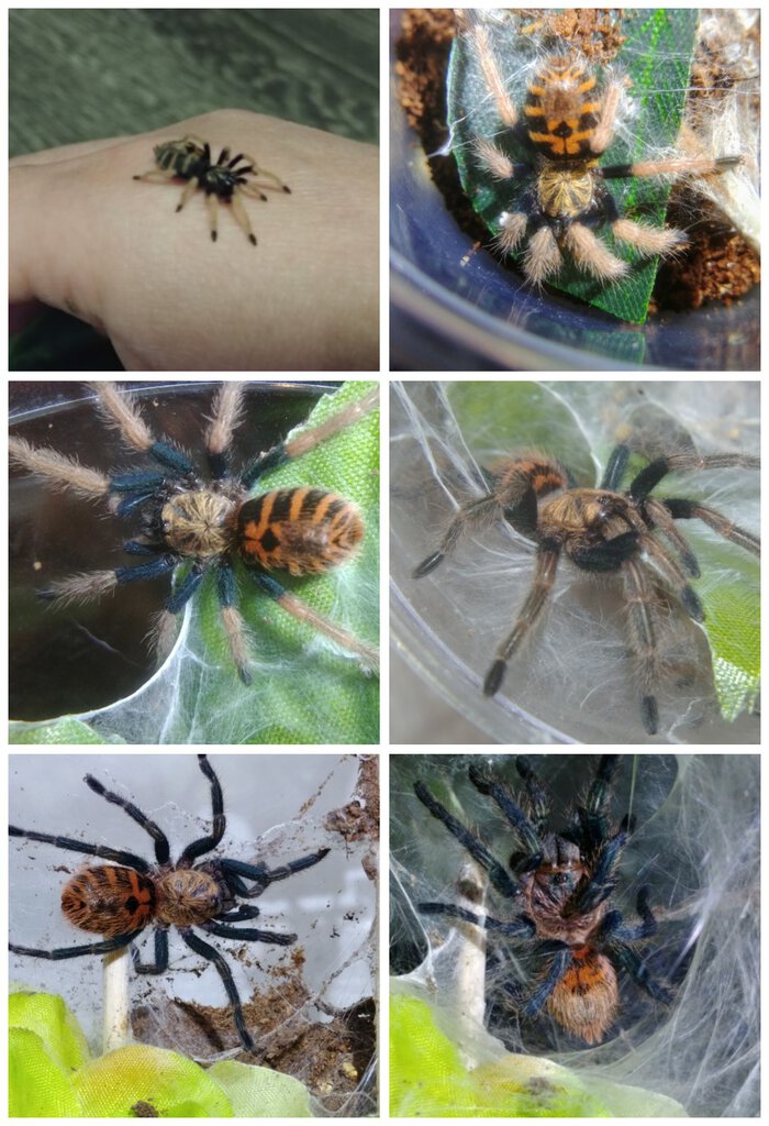 Progression of my GBB over 2021