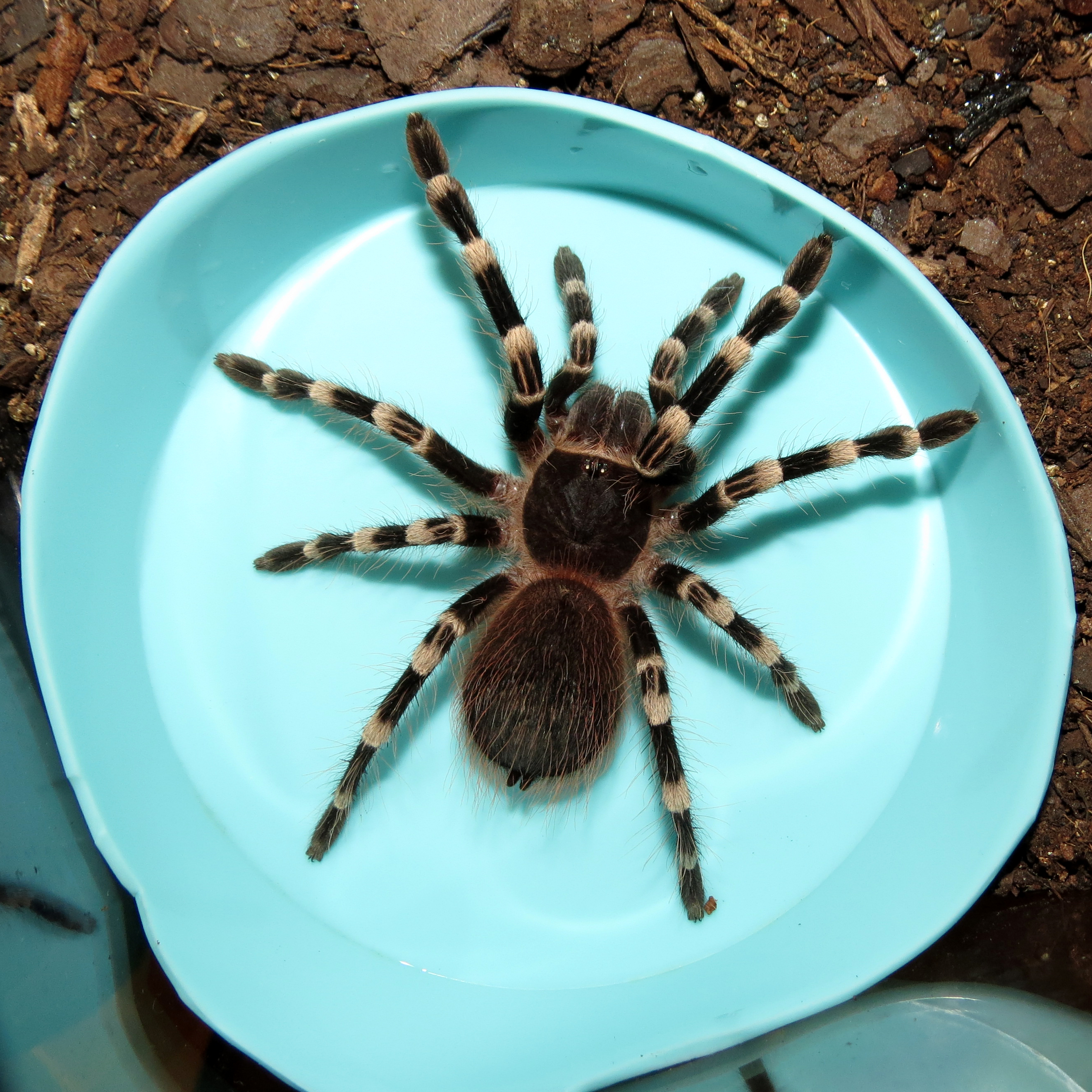 Protest (♂ Acanthoscurria geniculata 3")