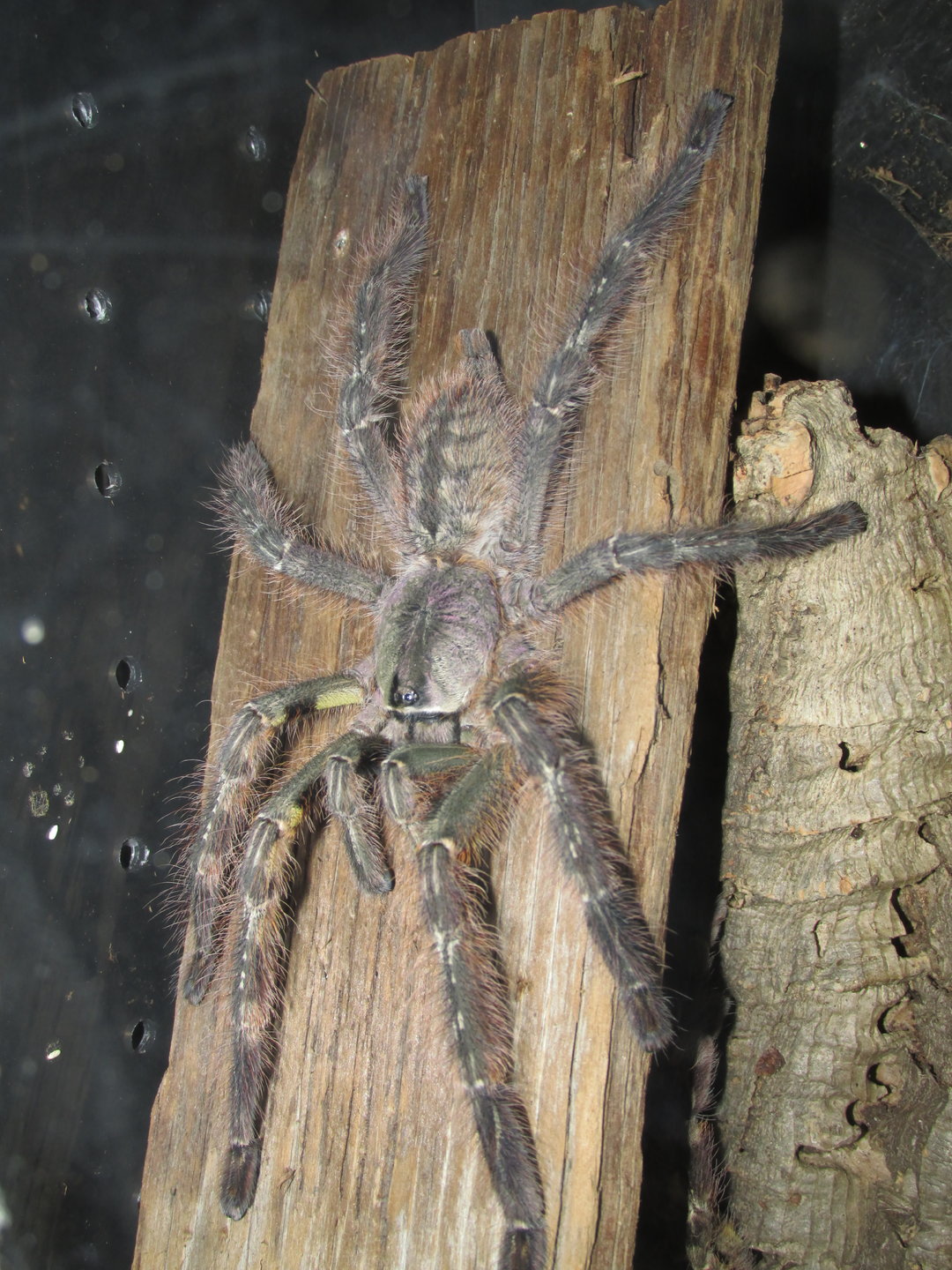 Proud mature male P. striata