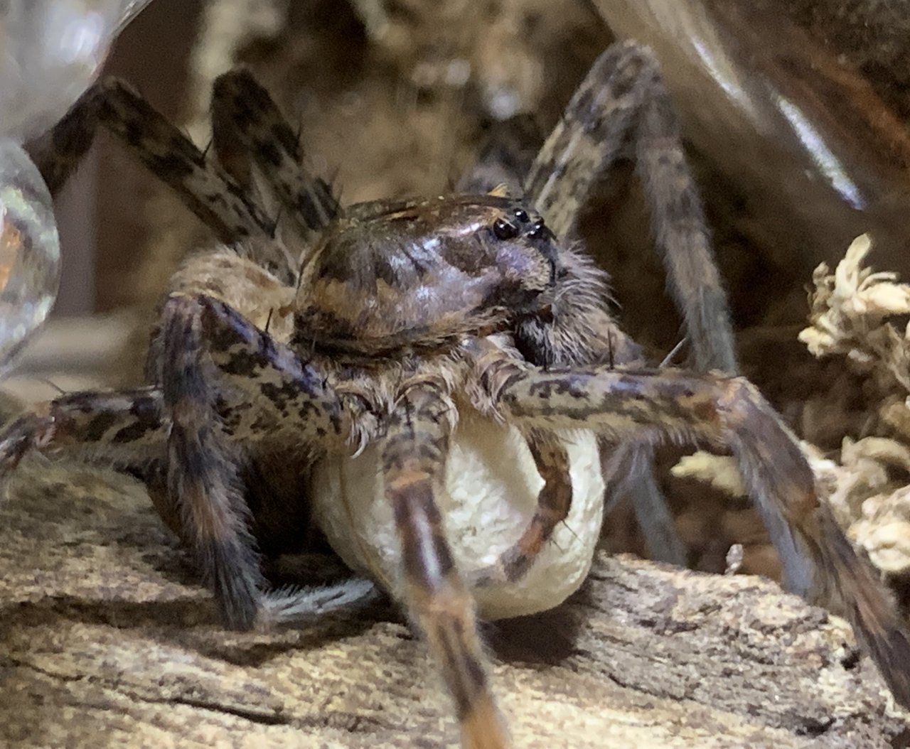 Proud momma “Labby” Dolomedes tenebrosus