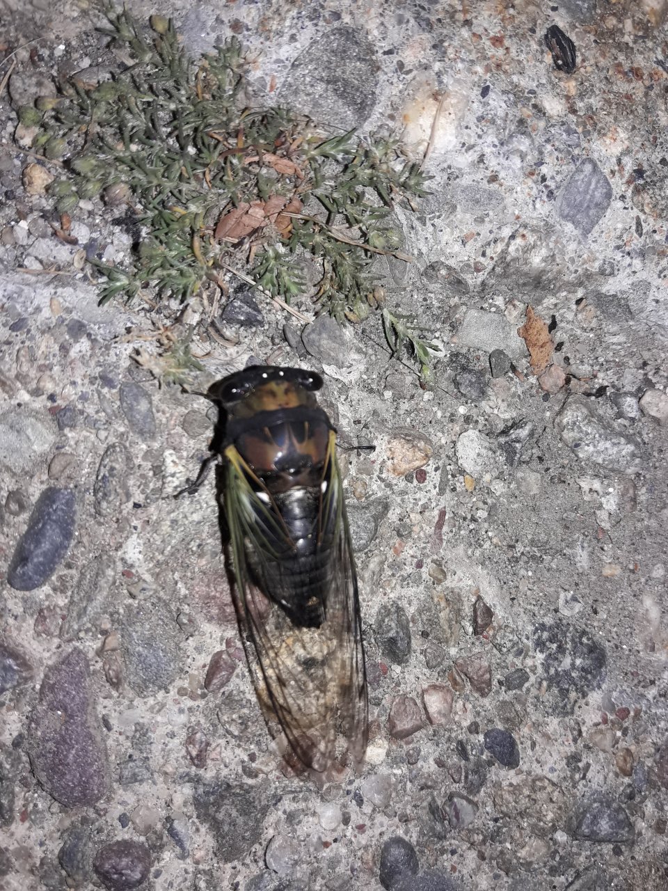 Providence cicada