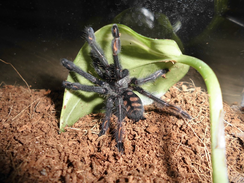 Psalmopeus Irminia after 6th molt.