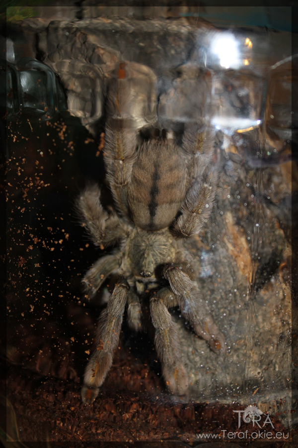 Psalmopoeus cambridgei 0,1