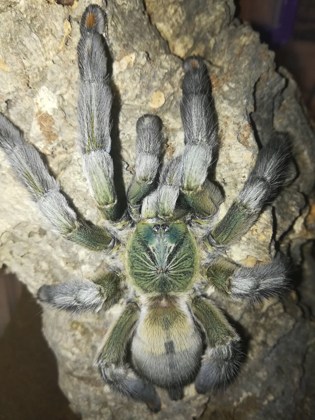 Psalmopoeus cambridgei 0,1