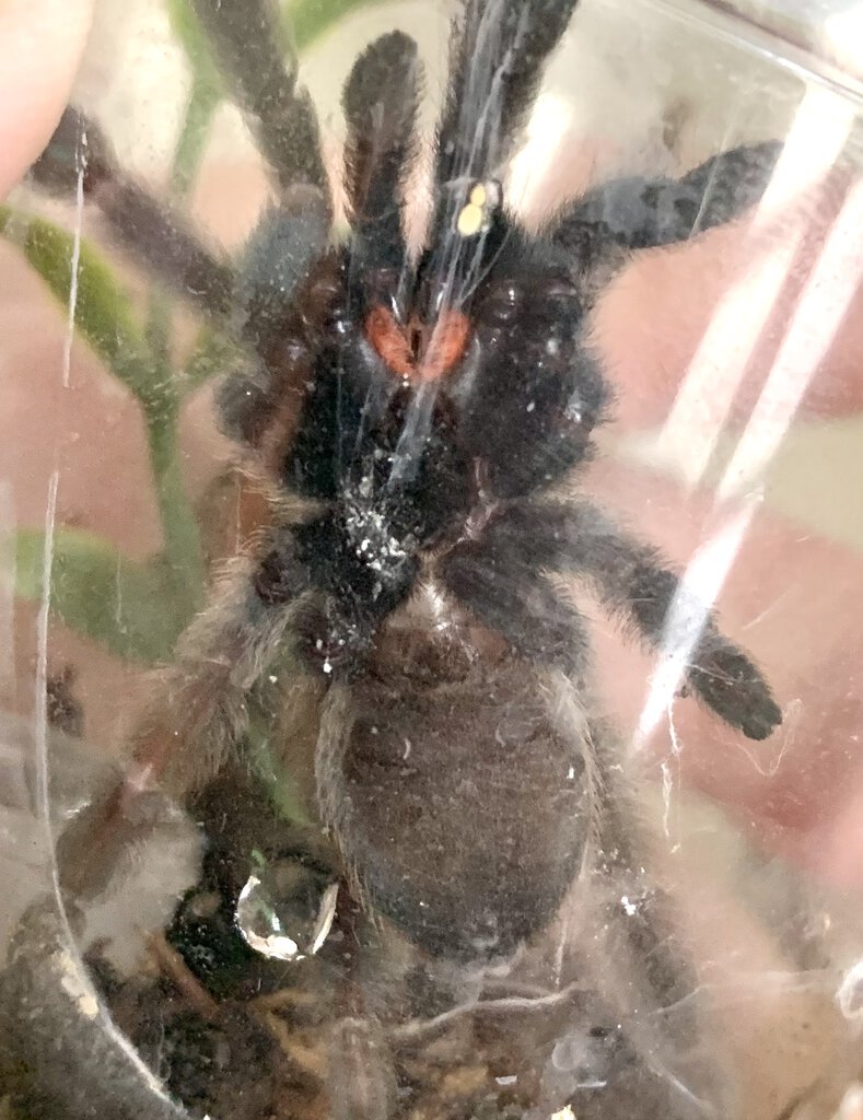 Psalmopoeus cambridgei - 3” [ventral sexing{