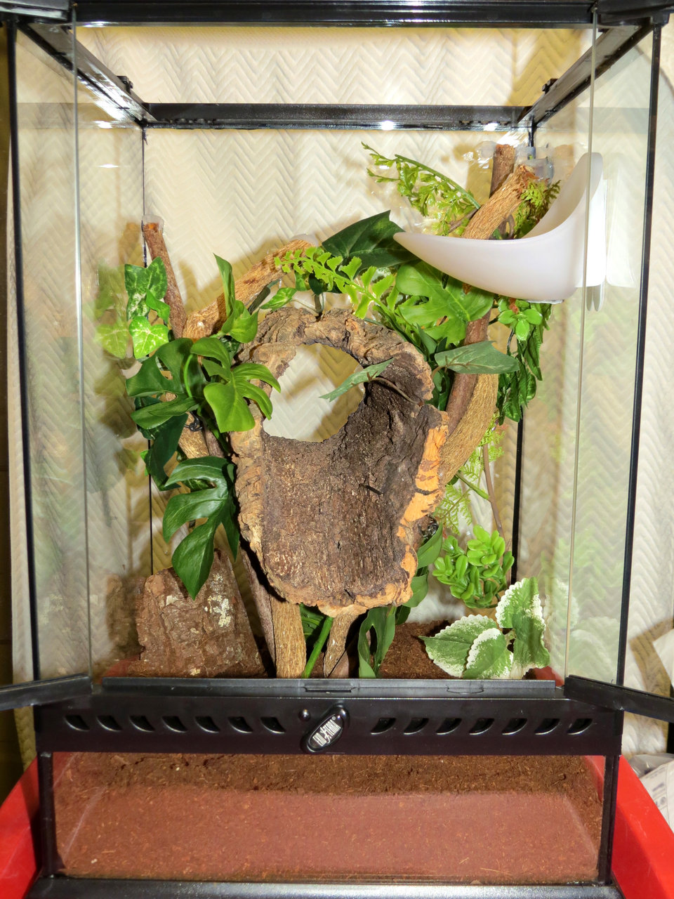 Psalmopoeus cambridgei Enclosure