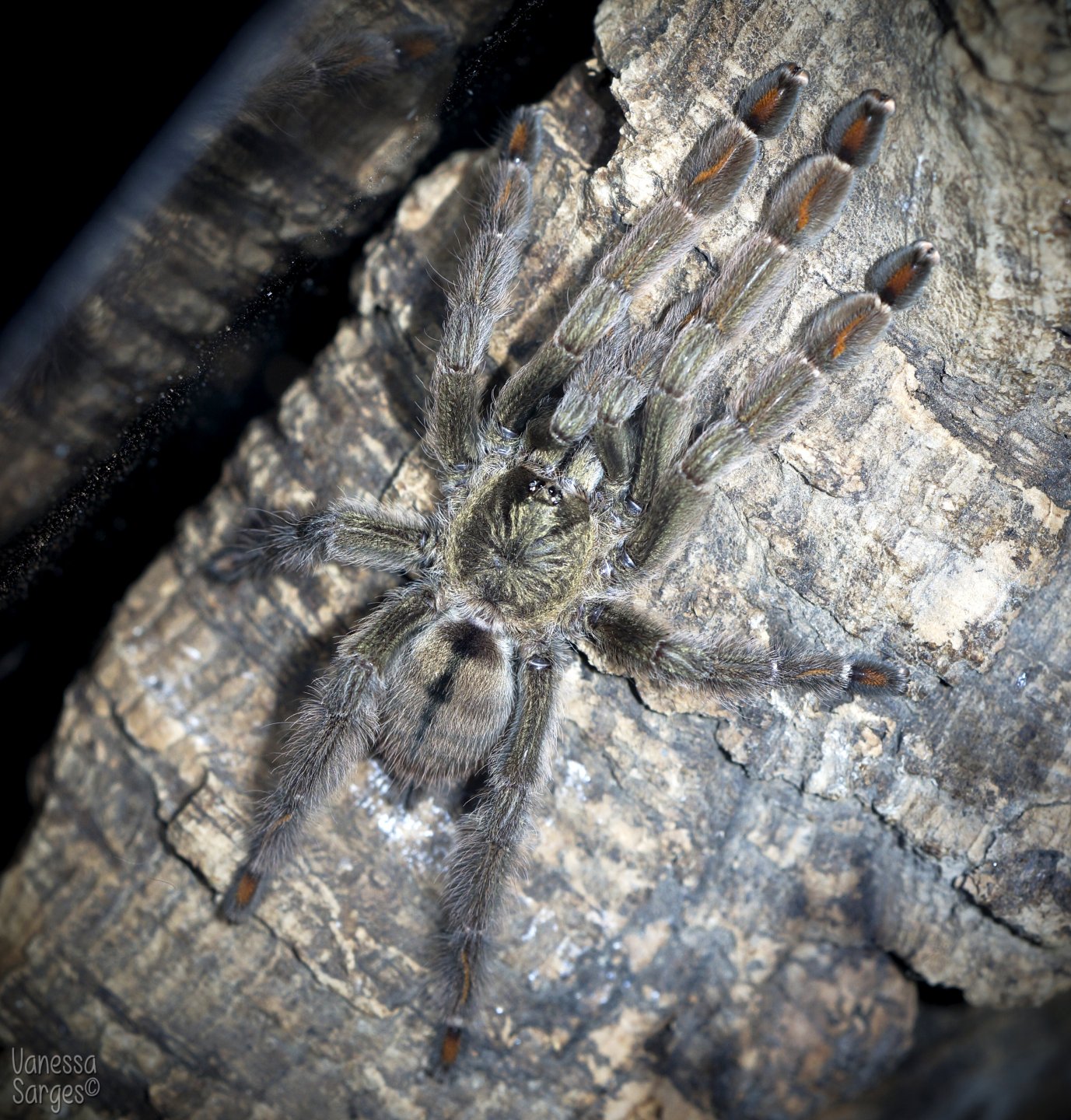 Psalmopoeus cambridgei Juvenile - 3"