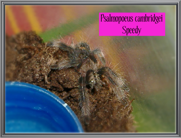 Psalmopoeus cambridgei-Speedy