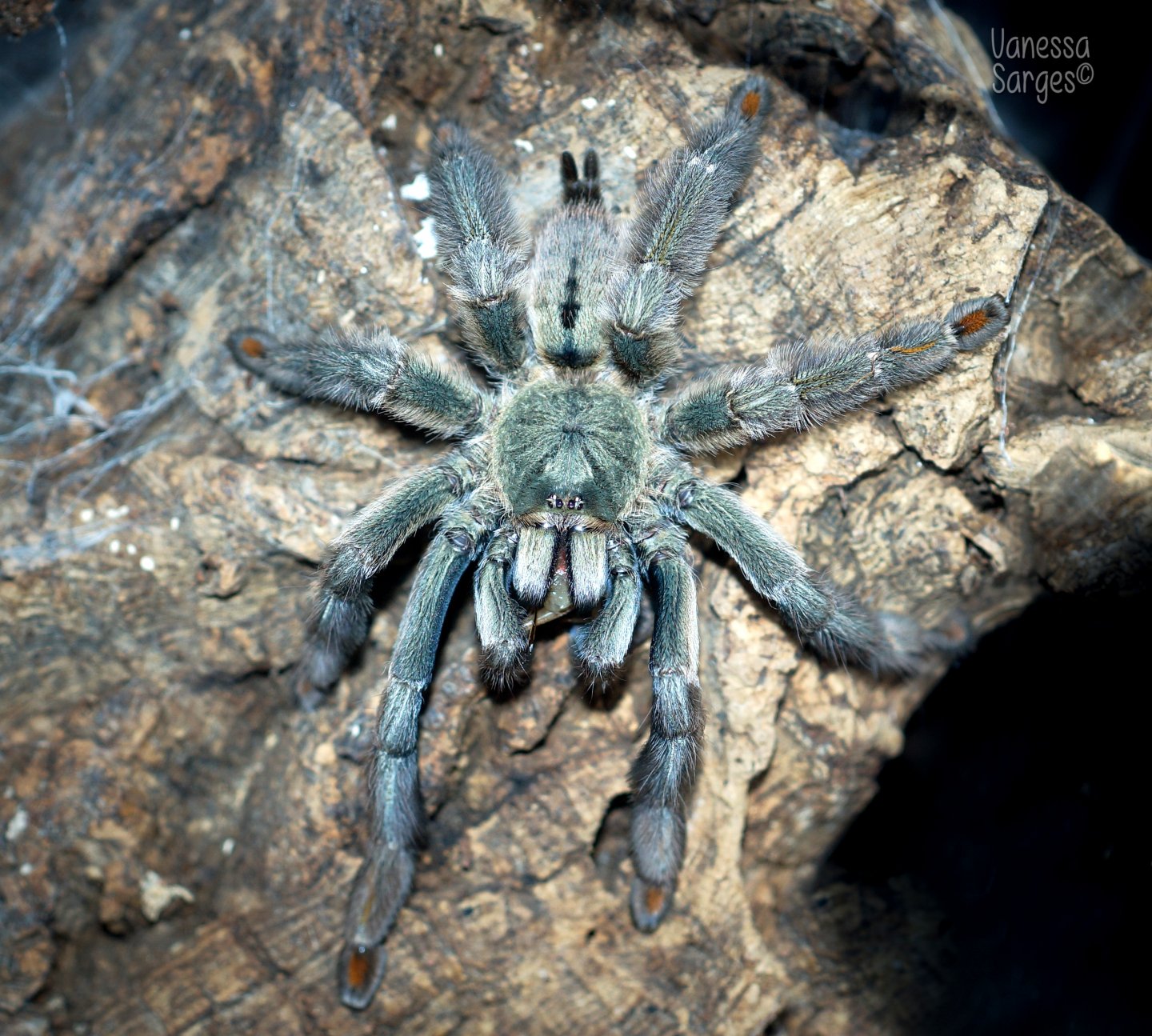 Psalmopoeus cambridgei Sub-Adult Female 5"+