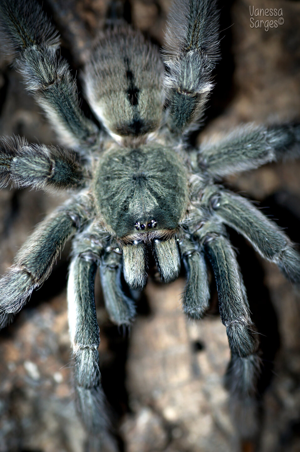 Psalmopoeus cambridgei Sub-Adult Female