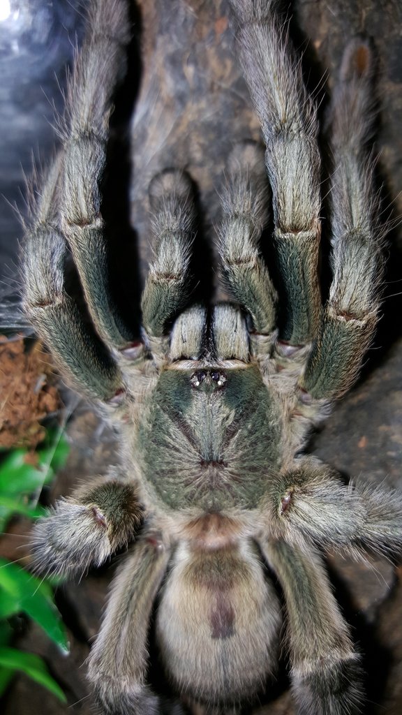 Psalmopoeus cambridgei (Trinidad Chevron)