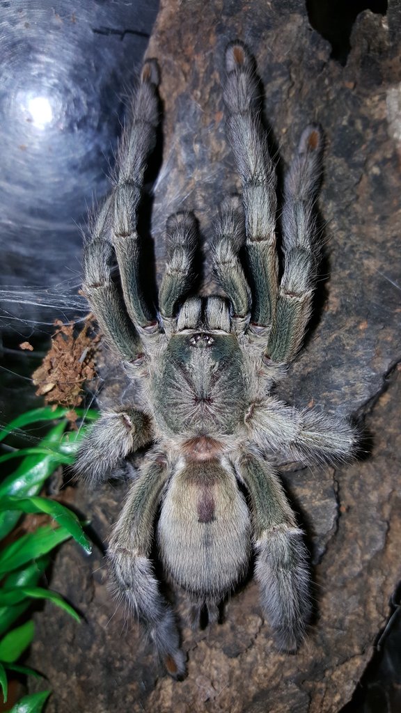 Psalmopoeus cambridgei (Trinidad Chevron)