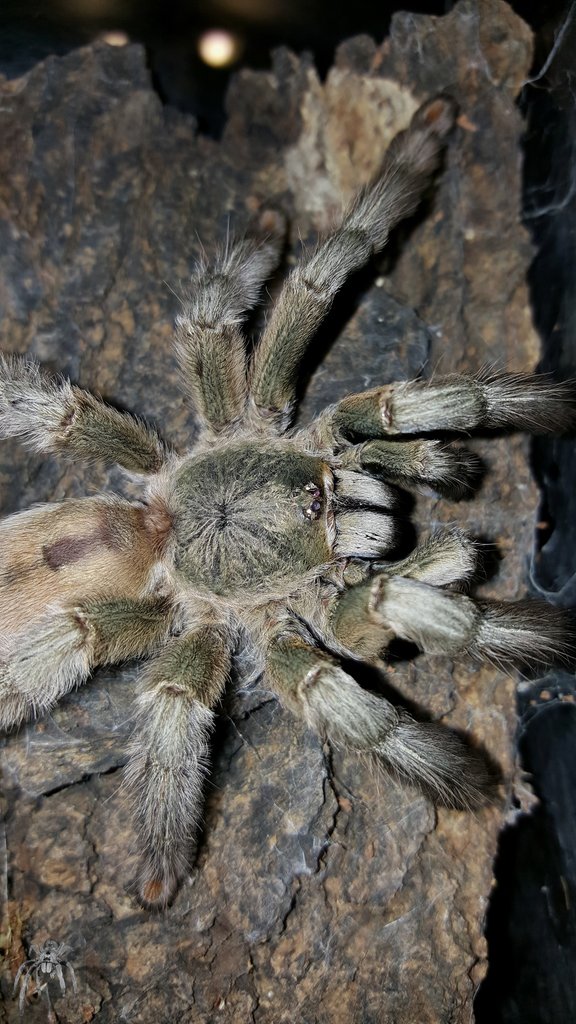 Psalmopoeus cambridgei (Trinidad Chevron)