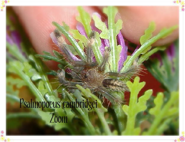 Psalmopoeus cambridgei-Zoom