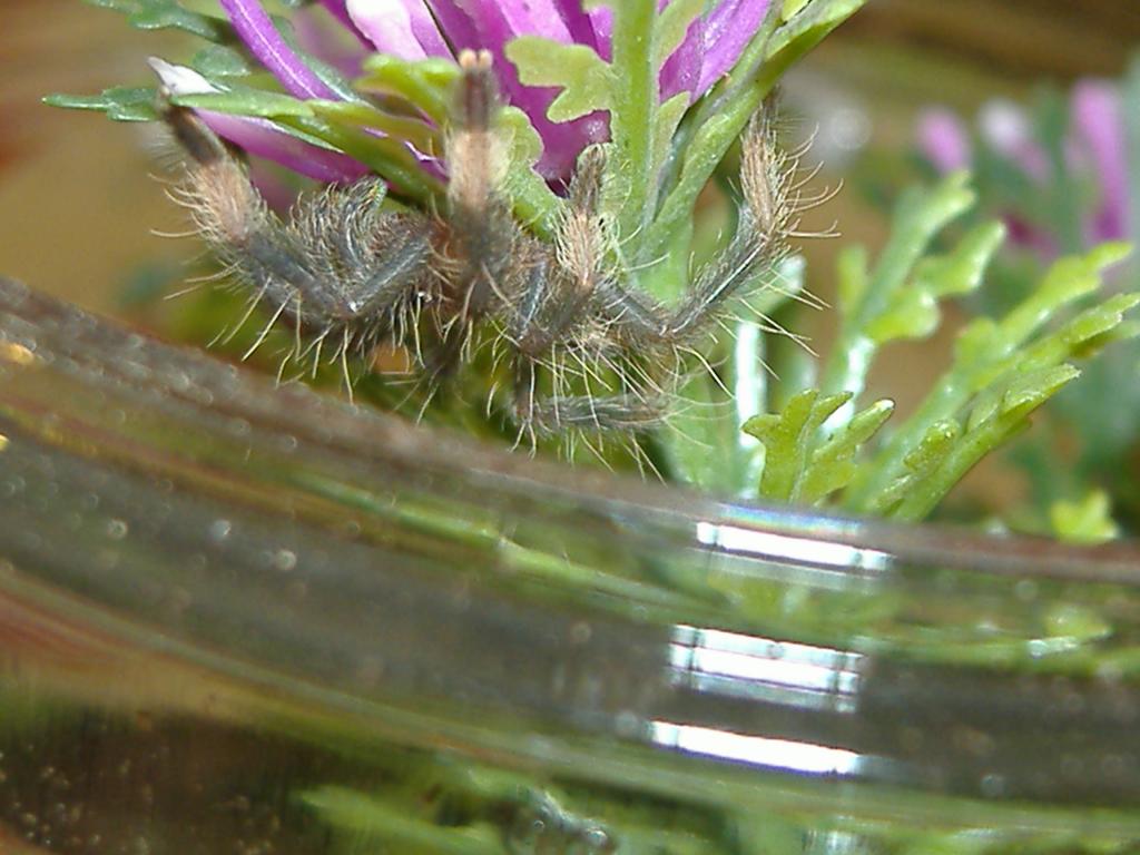 Psalmopoeus cambridgei-Zoom