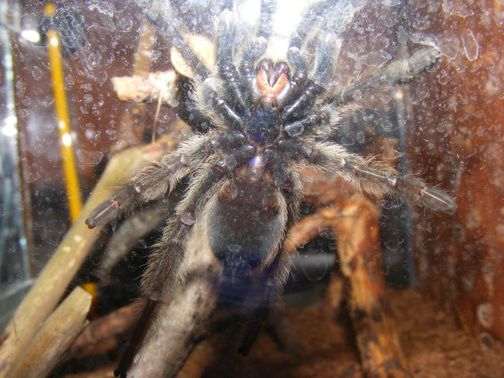 Psalmopoeus Cambridgei