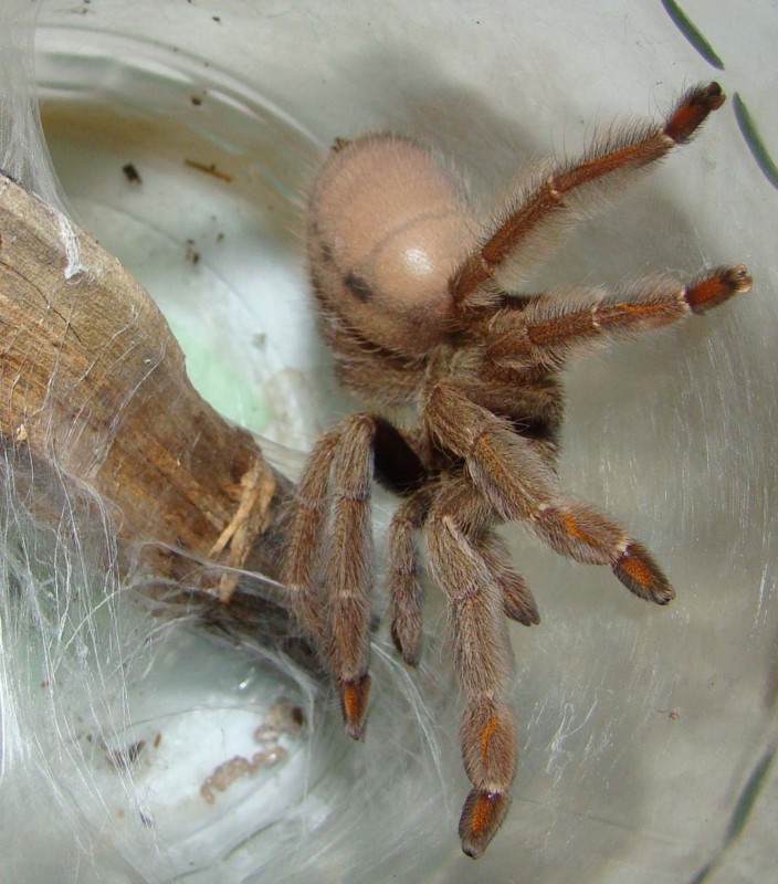 Psalmopoeus Cambridgei