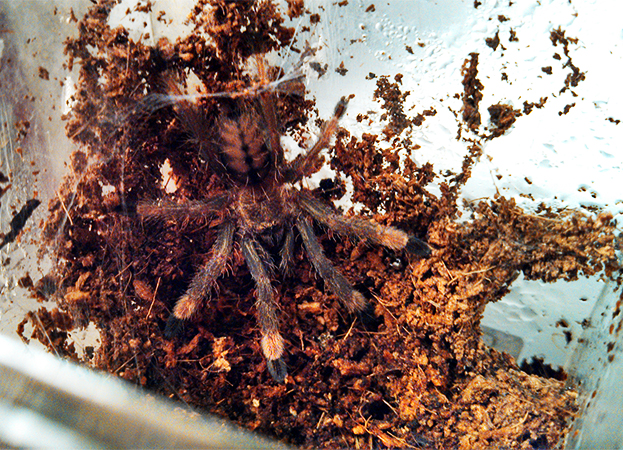 Psalmopoeus Cambridgei