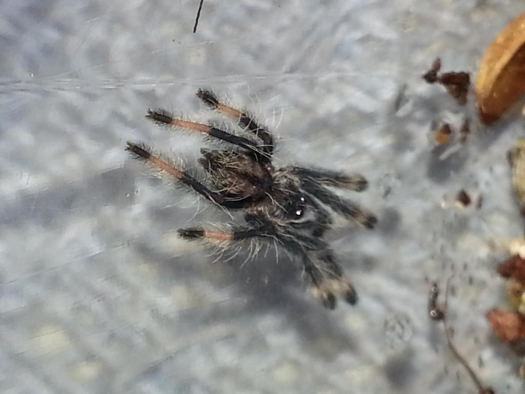 psalmopoeus cambridgei