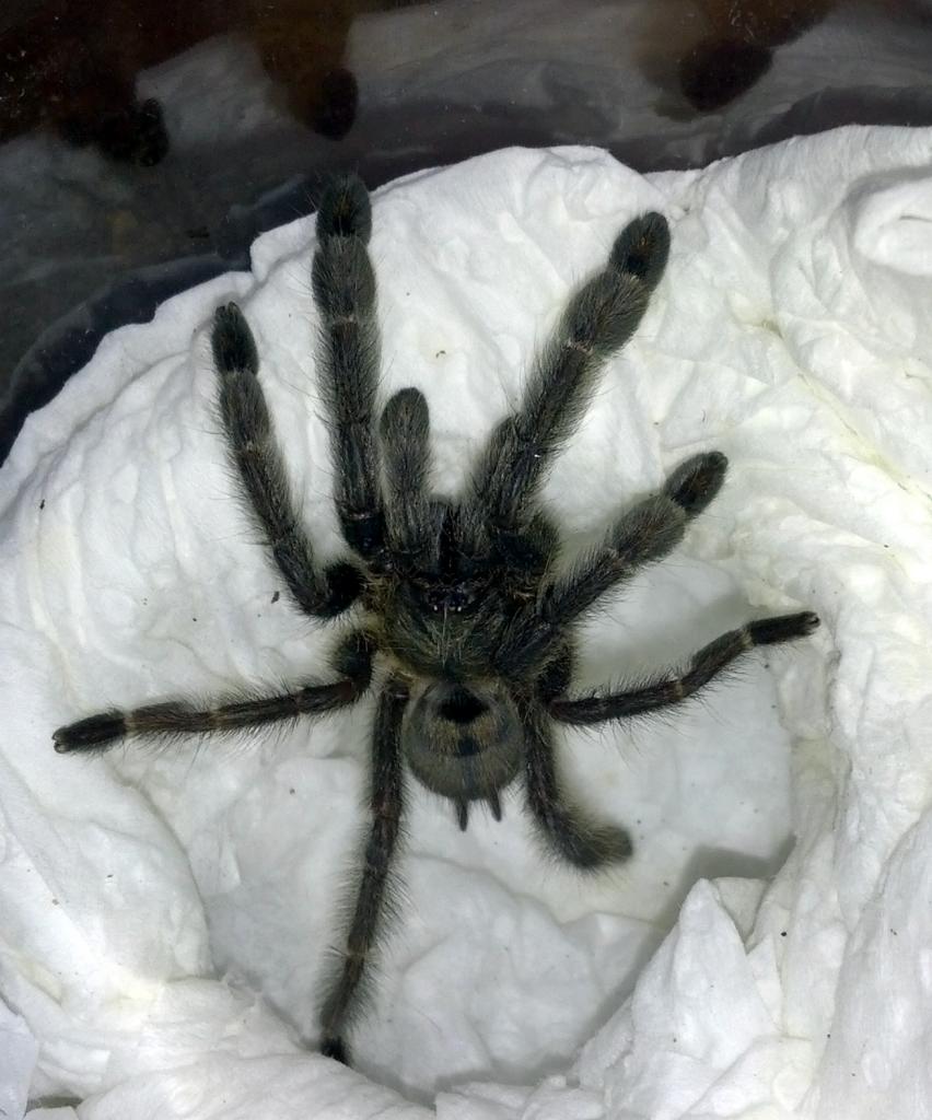 Psalmopoeus cambridgei