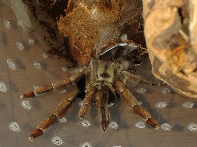 Psalmopoeus cambridgei