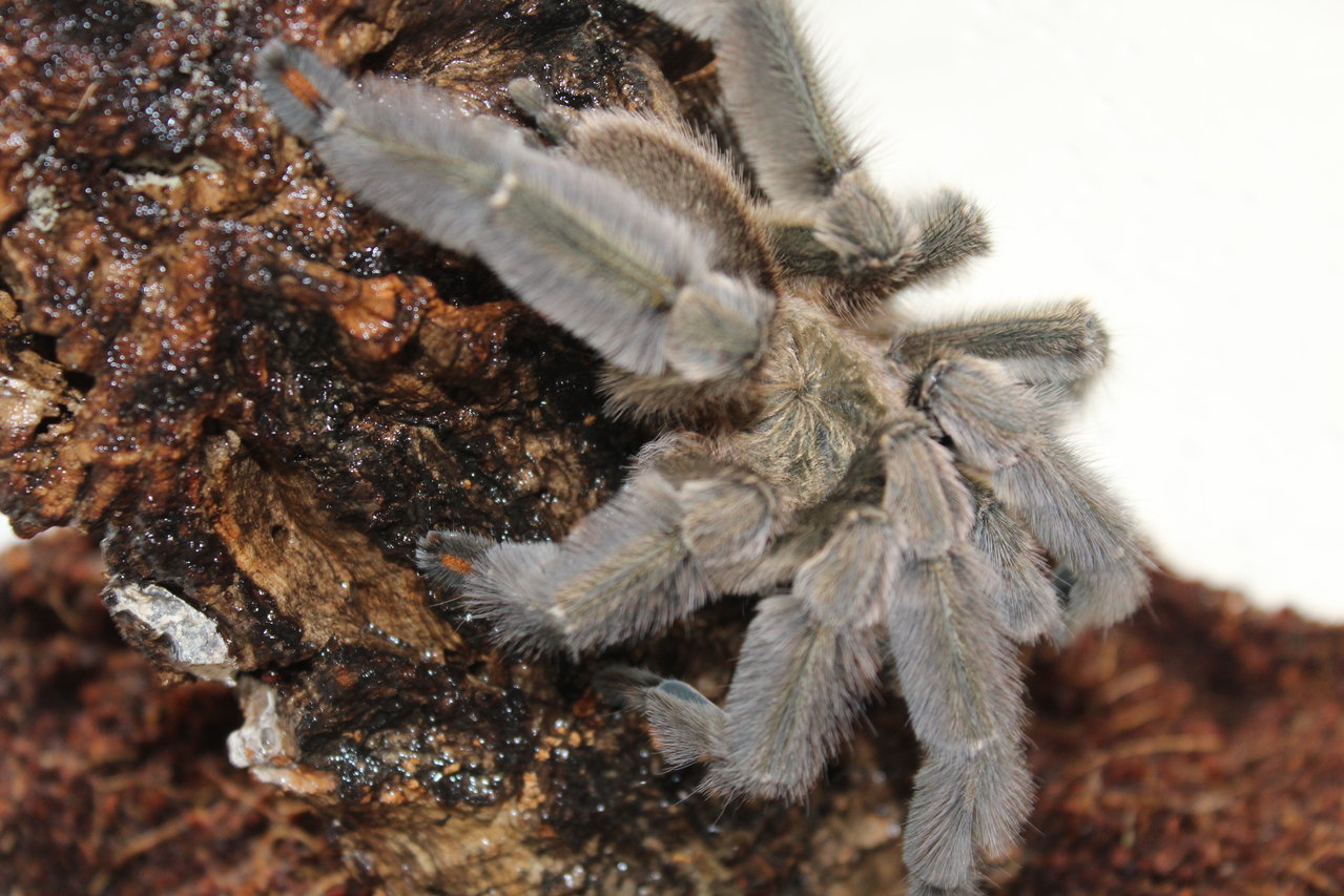 Psalmopoeus cambridgei