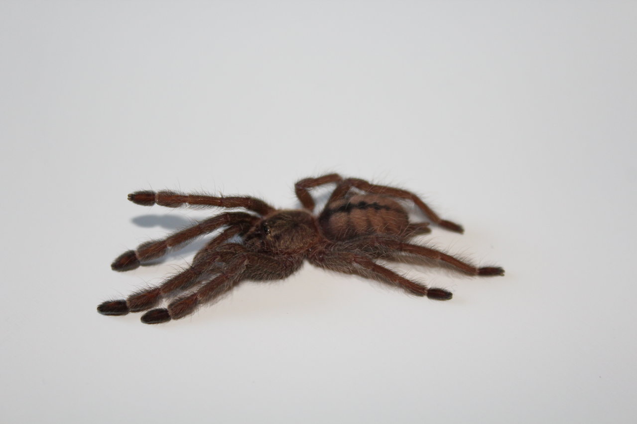 Psalmopoeus cambridgei