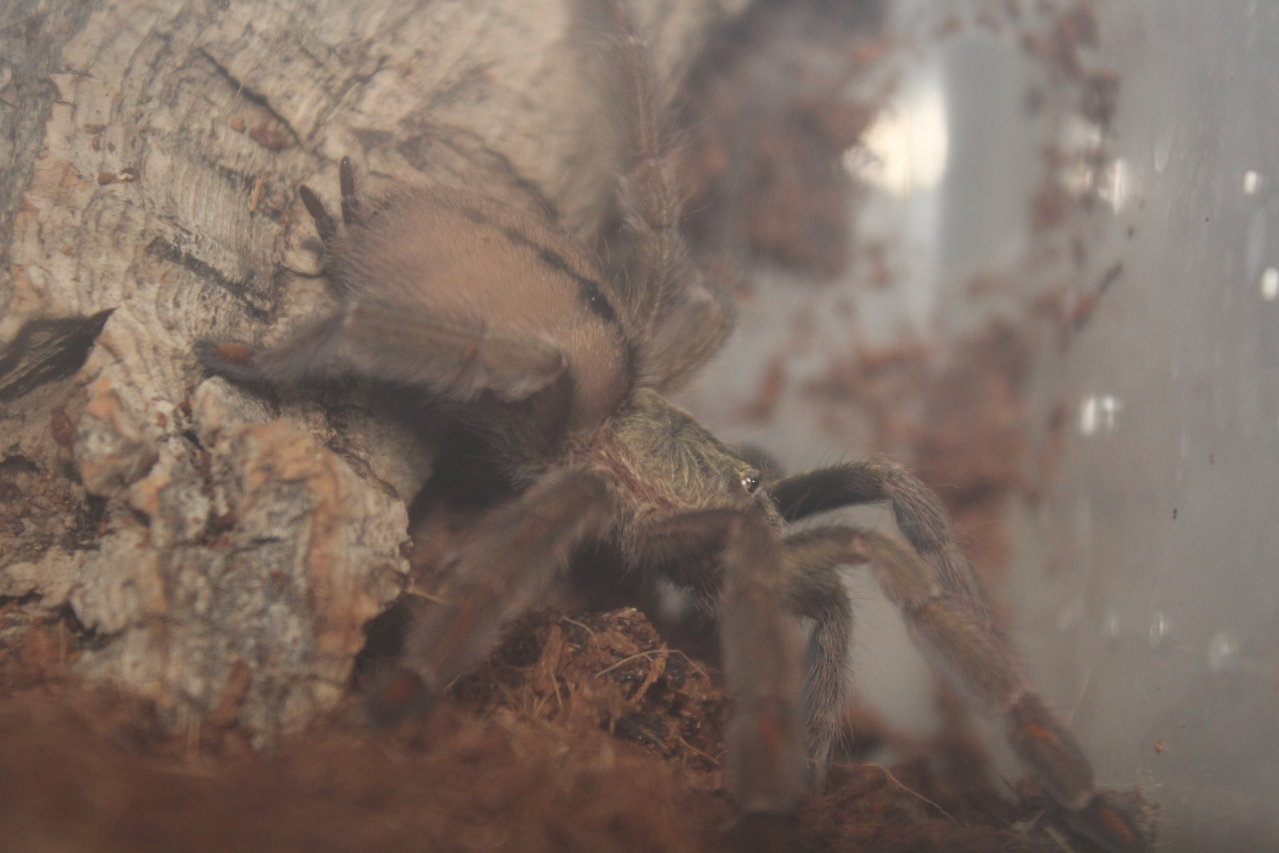 Psalmopoeus cambridgei