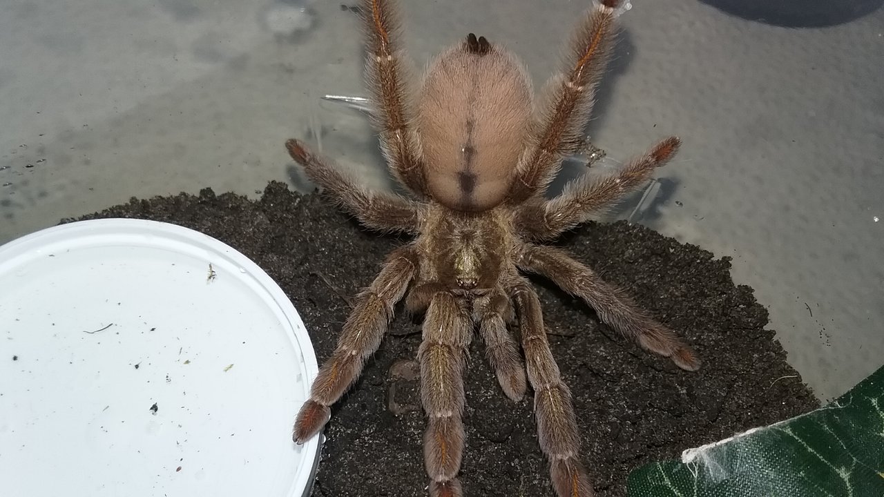 Psalmopoeus cambridgei