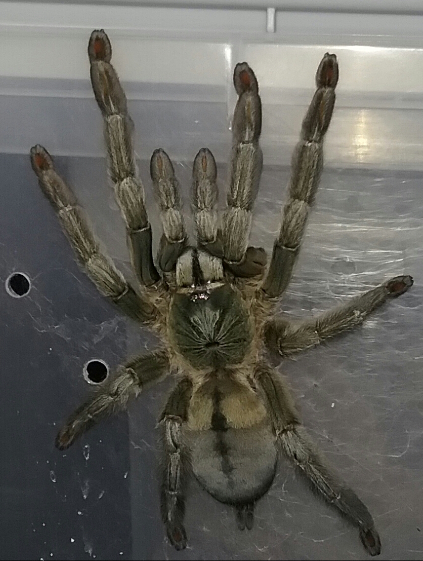 Psalmopoeus cambridgei