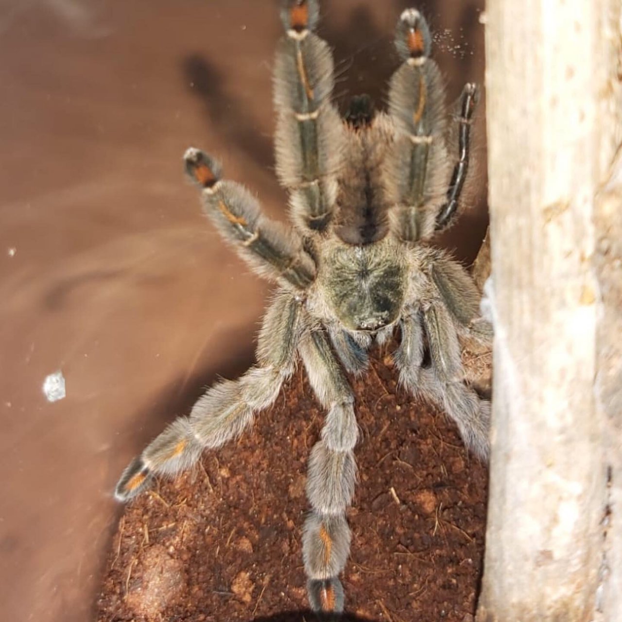 Psalmopoeus Cambridgei