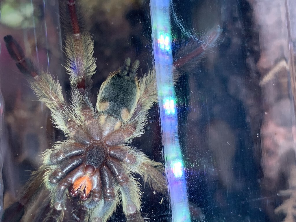 Psalmopoeus cambridgei