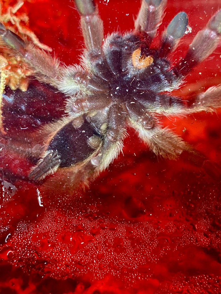 Psalmopoeus cambridgei