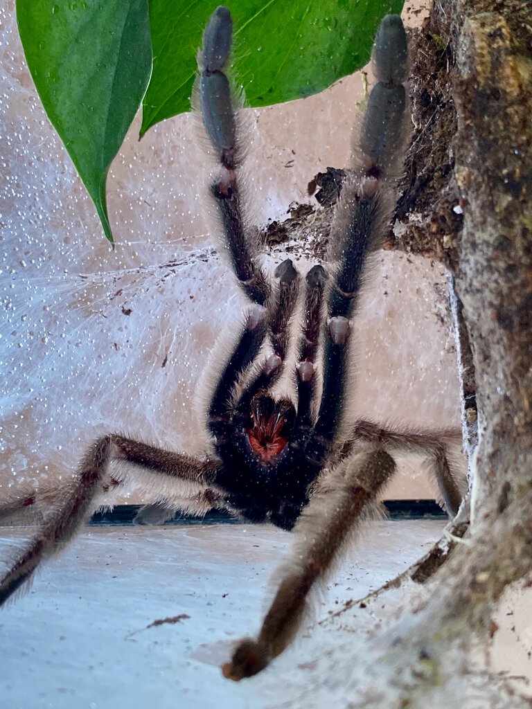 Psalmopoeus cambridgei