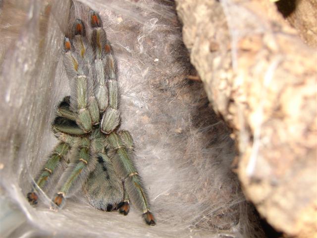 Psalmopoeus cambridgei