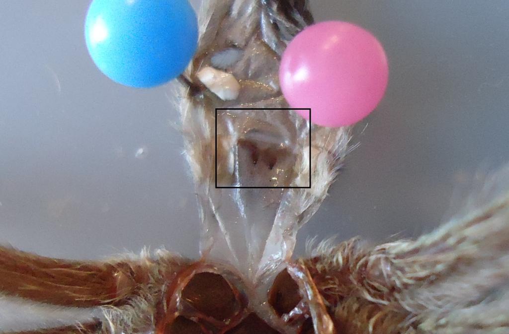 Psalmopoeus Cambrigdei M or F?