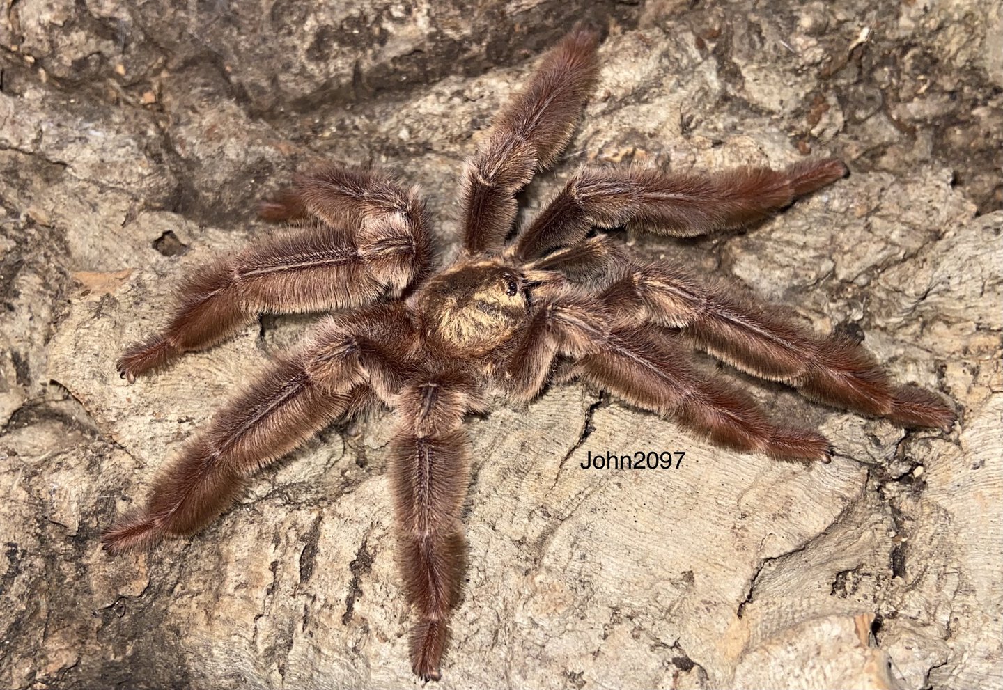 Psalmopoeus ecclesiasticus Mature male