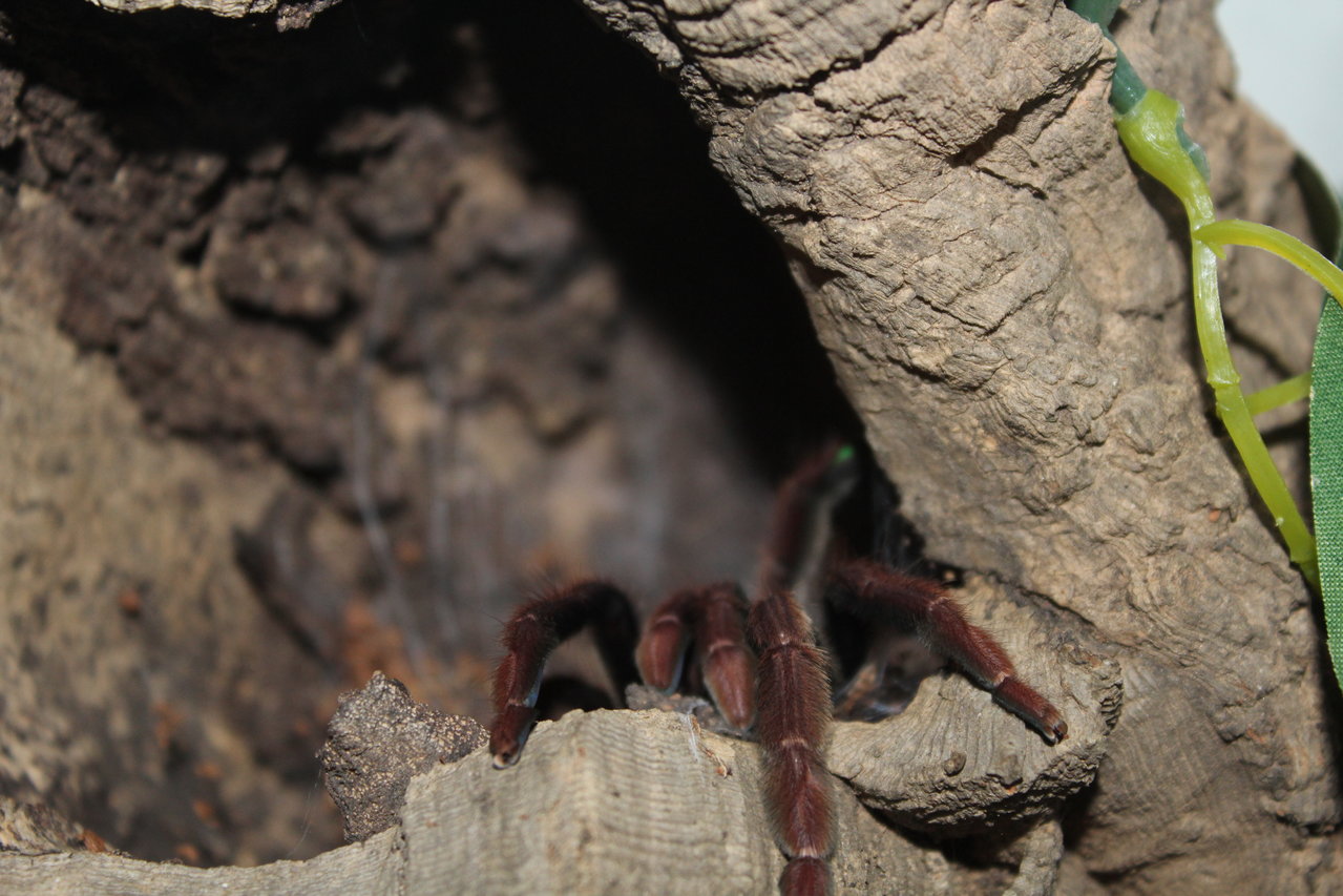 Psalmopoeus ecclesiasticus