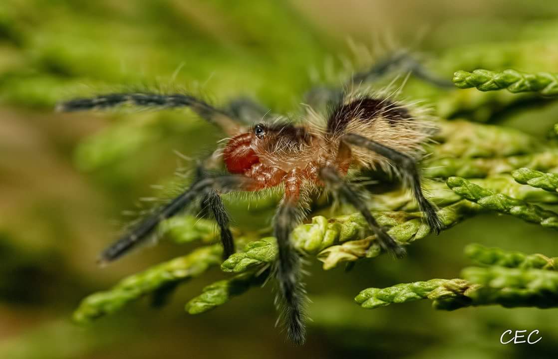 Psalmopoeus ecclesiasticus