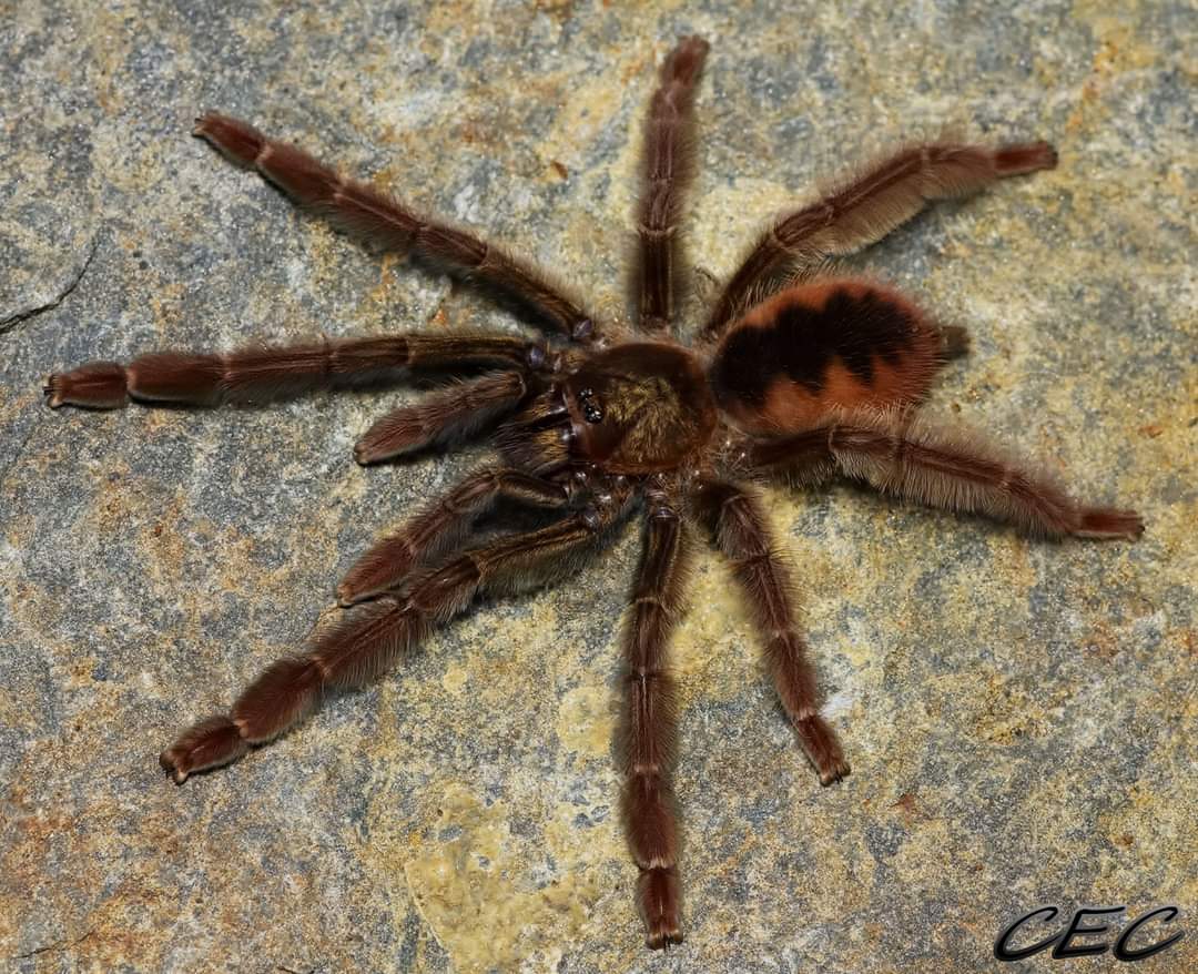 Psalmopoeus ecclesiasticus