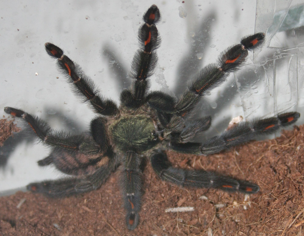 Psalmopoeus irminia 0.1