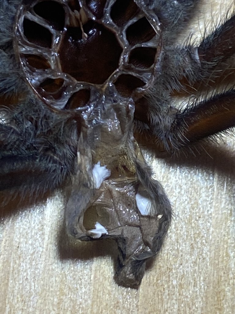 Psalmopoeus Irminia 3.5”