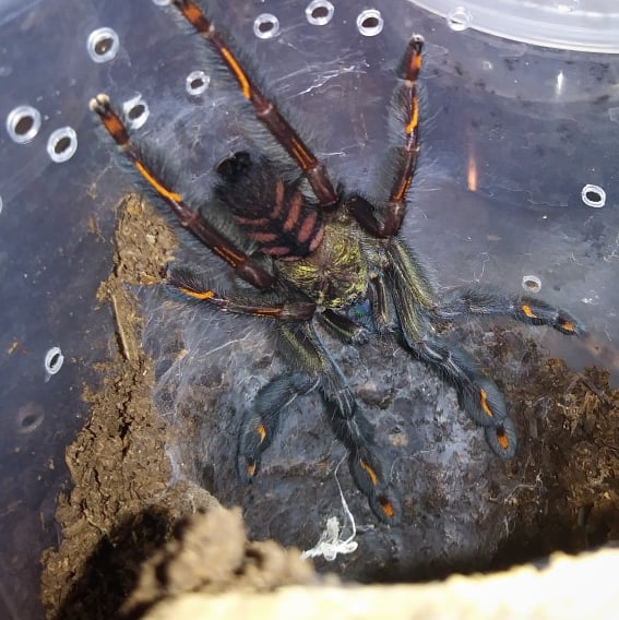 Psalmopoeus irminia 4" male