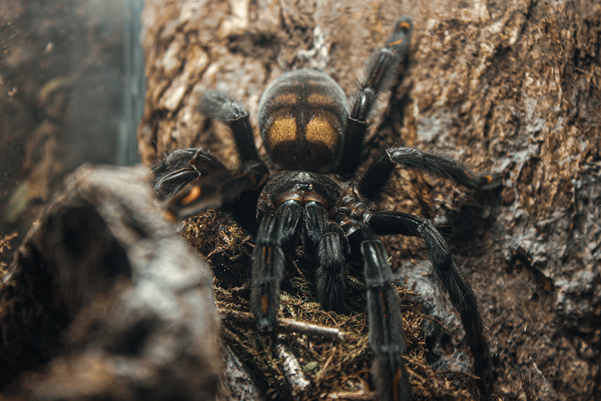 Psalmopoeus irminia - adult female