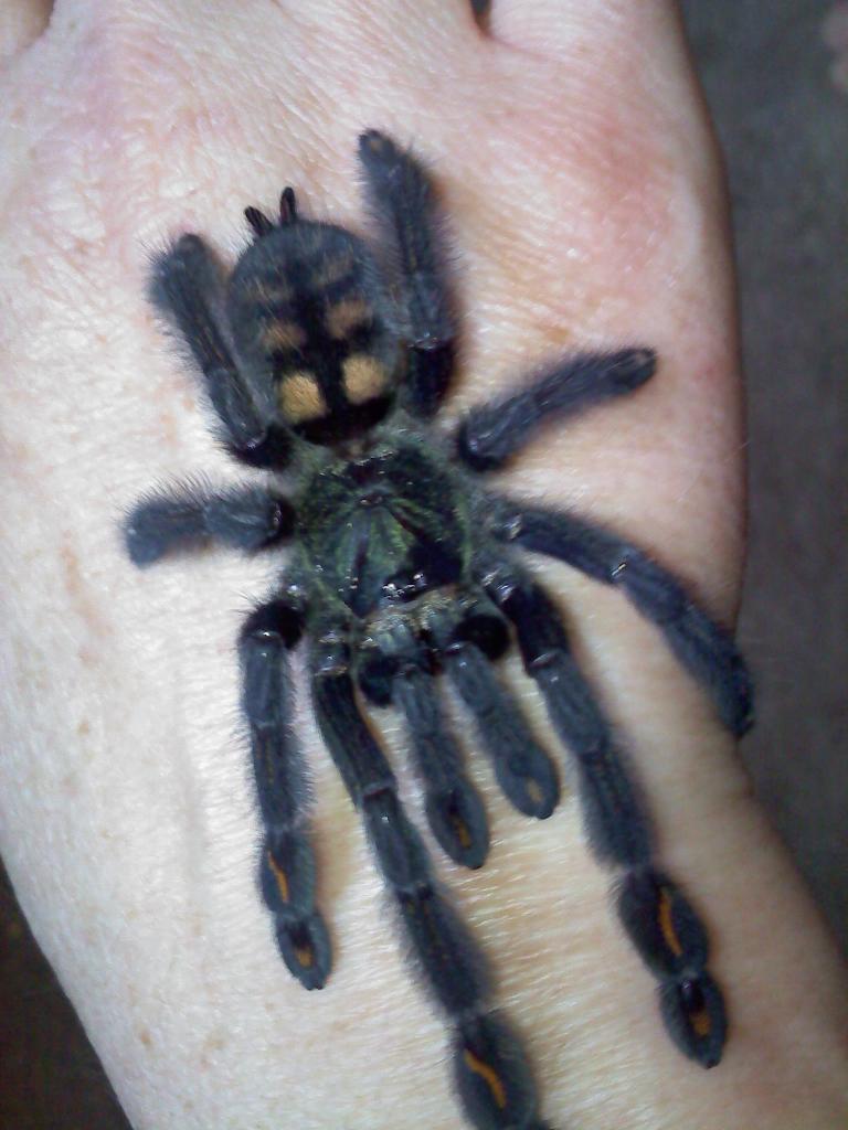 Psalmopoeus irminia (Calypso)