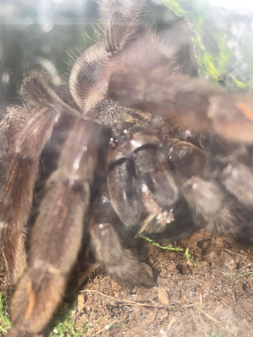 Psalmopoeus irminia enjoying a cricket